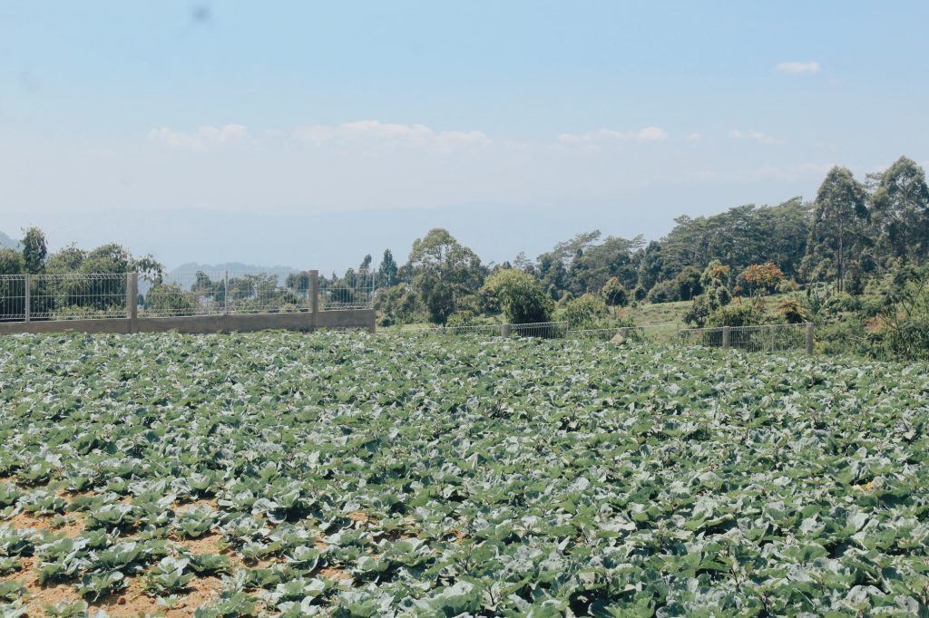Hasil Pertanian dengan Pupuk Bio Pronik