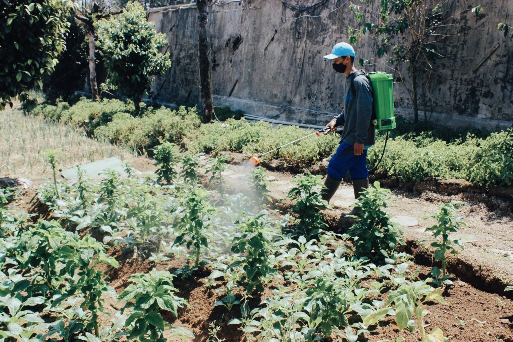Pengaplikasian Pupuk Hayati Cair Bio Pronik