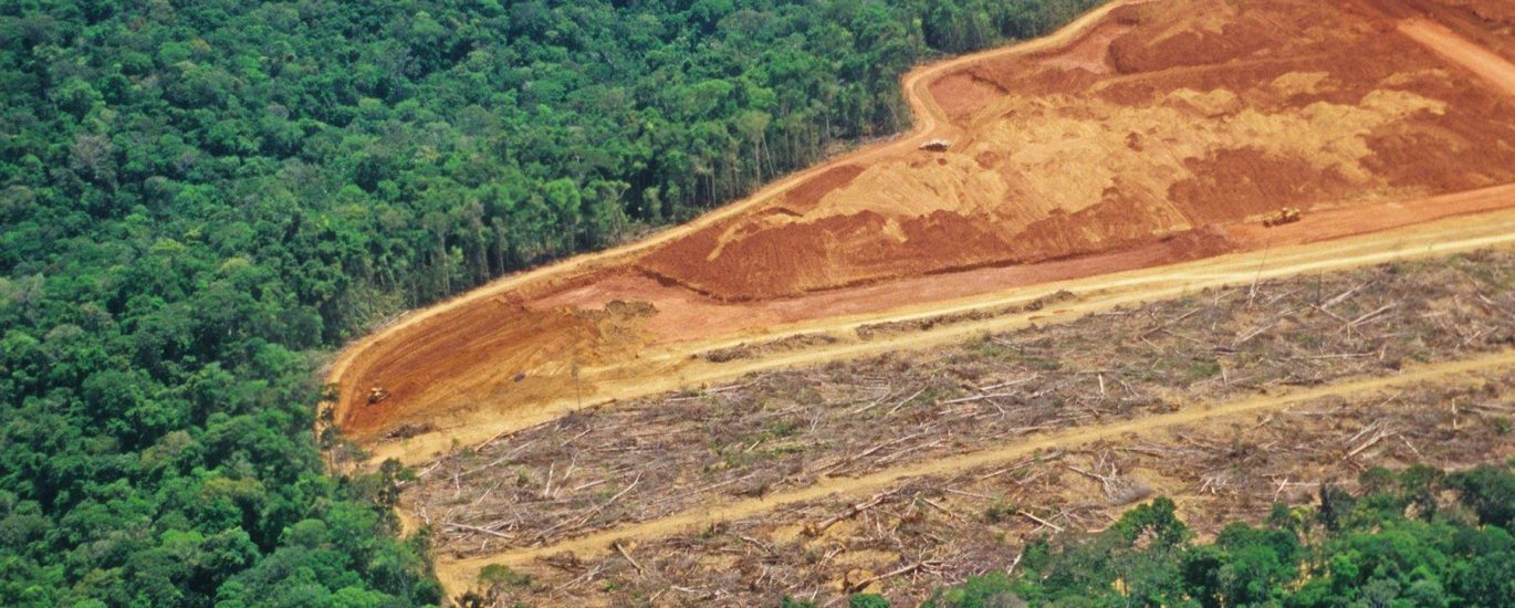 dampak deforestasi