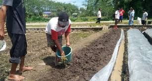 Peran Pupuk Organik