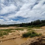 Program reboisasi lahan tambang