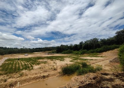 Program reboisasi lahan tambang