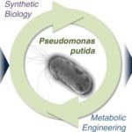 Pseudomonas Putida
