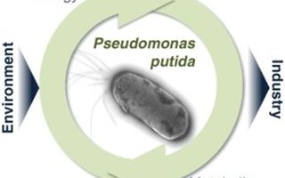 Pseudomonas Putida