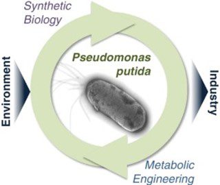 Pseudomonas Putida
