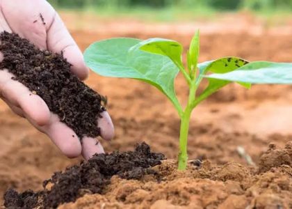 pupuk organik berbasis bakteri PT SLIN
