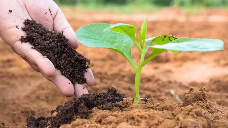 pupuk organik berbasis bakteri PT SLIN